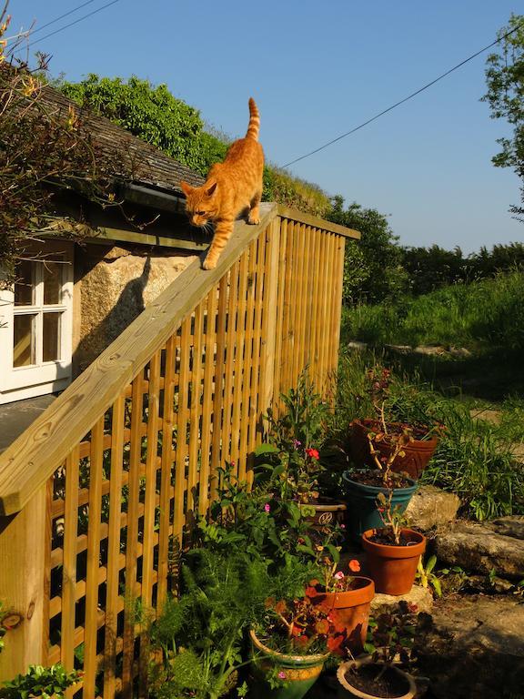 Borea Barn Vegetarian B&B St Ives  Luaran gambar