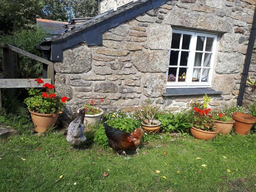 Borea Barn Vegetarian B&B St Ives  Luaran gambar